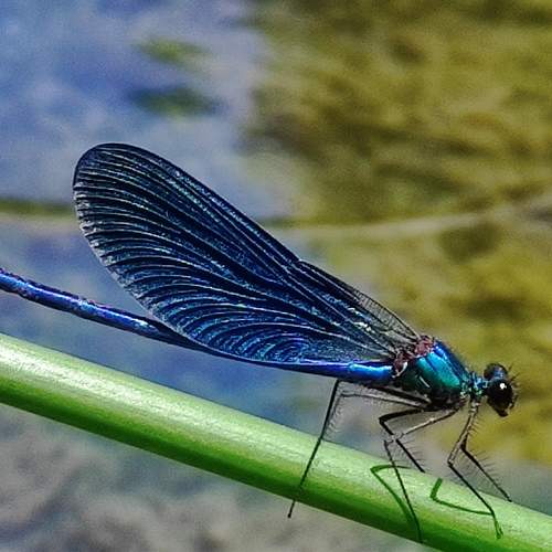 Photo #12037220