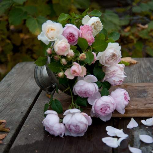 Photo #12038396