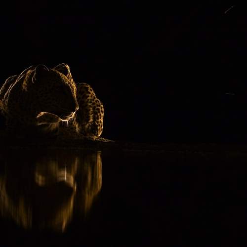 Leopard at night