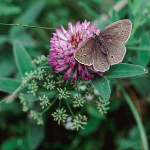 Photo #12040527