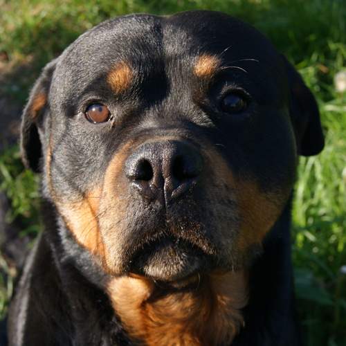 Photo #12040628