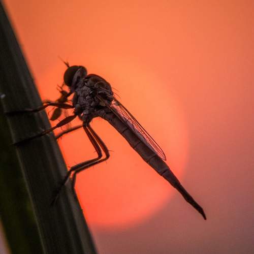 Photo #12042095
