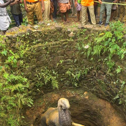Trapped in the Depths: The 20-Hour Struggle of a Fallen Elephant