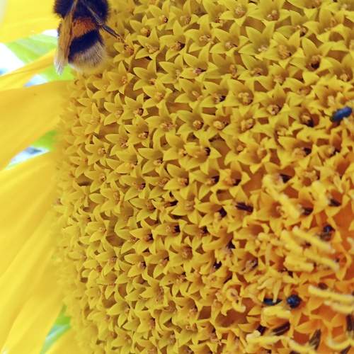 Photo #12042787