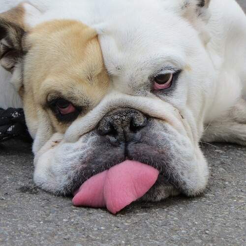 Photo #12043212