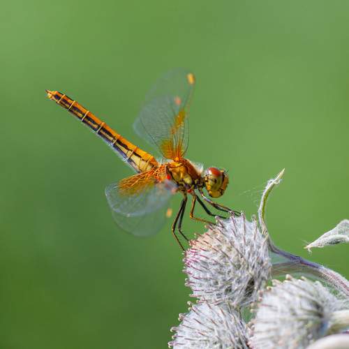 Photo #12043422
