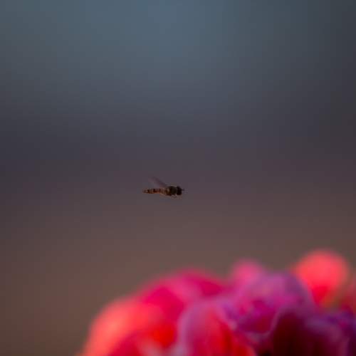 Photo #12043434