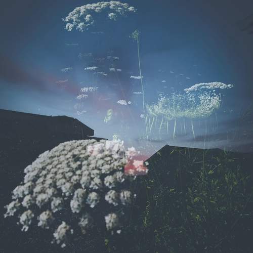 Photo #12043482