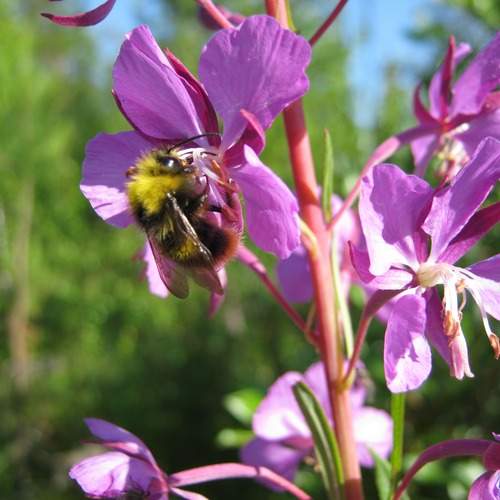 Photo #12043940