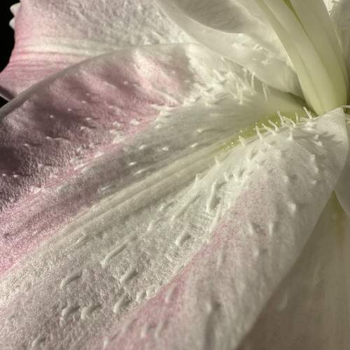 Photo #12044492