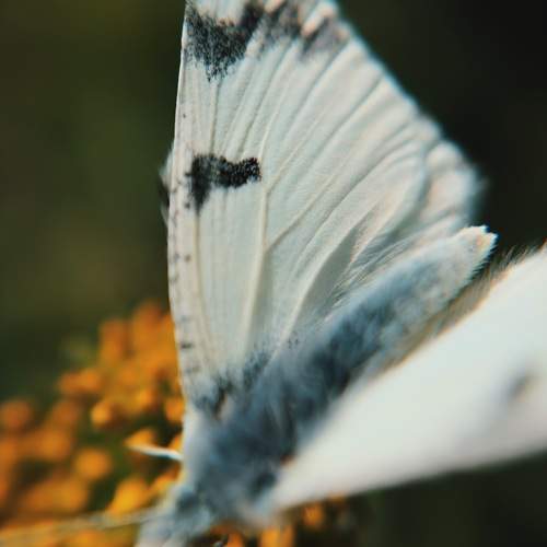 Photo #12044538