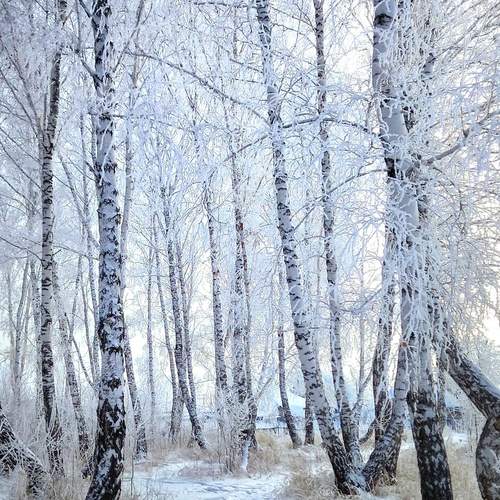 В берёзовом леске