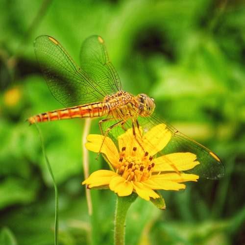 Dragonfly