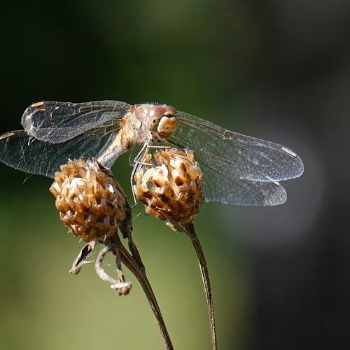 Photo #12045363