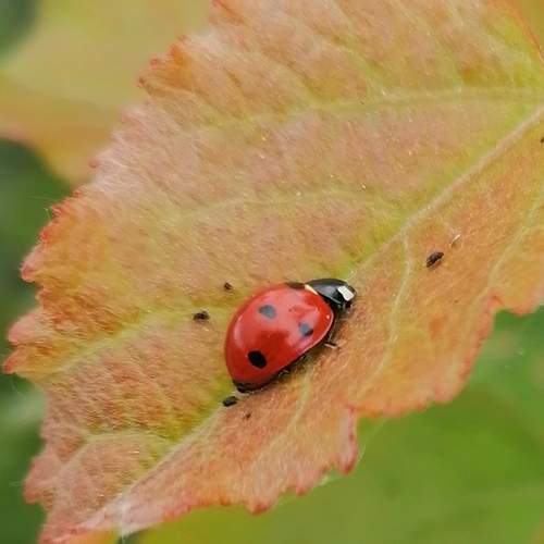 Photo #12045534