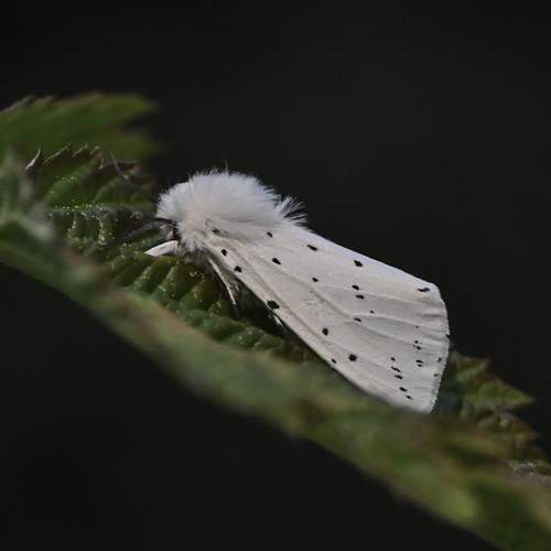 Photo #12045676