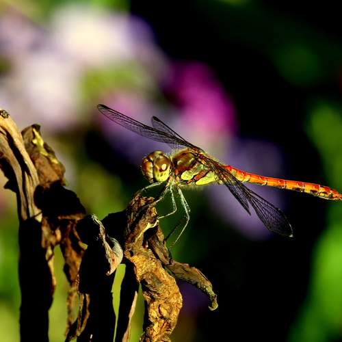 Photo #12045823