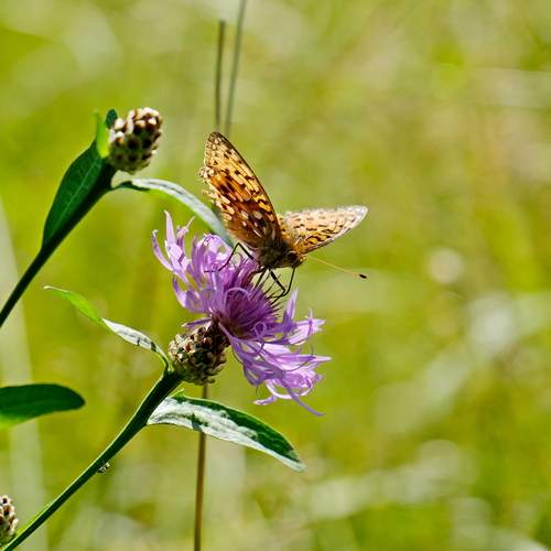 Photo #12045884