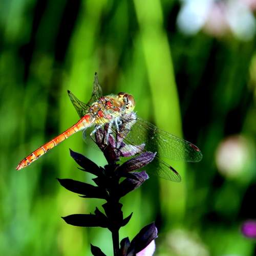 Photo #12045887