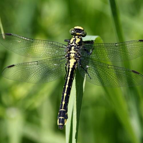 Photo #12045928