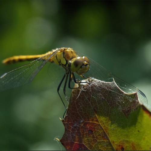 Photo #12046668