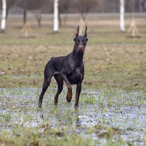 Photo #12047135