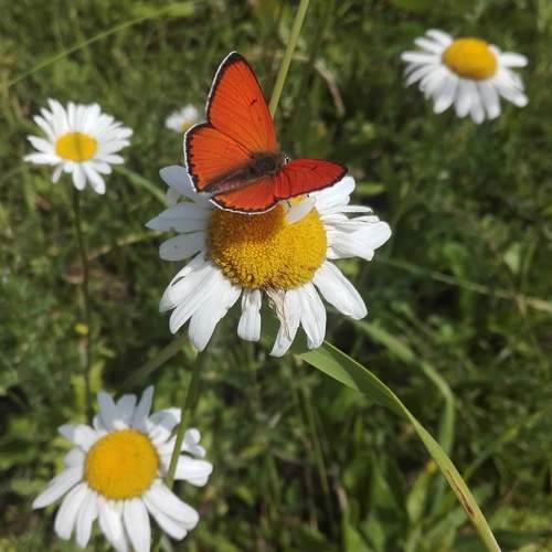 Photo #12047298