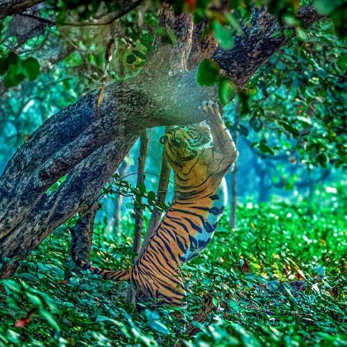 Wildlife