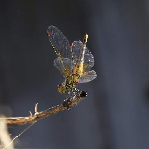 Photo #12049067