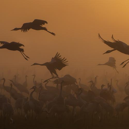 Журавушки на рассвете...