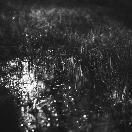 grass