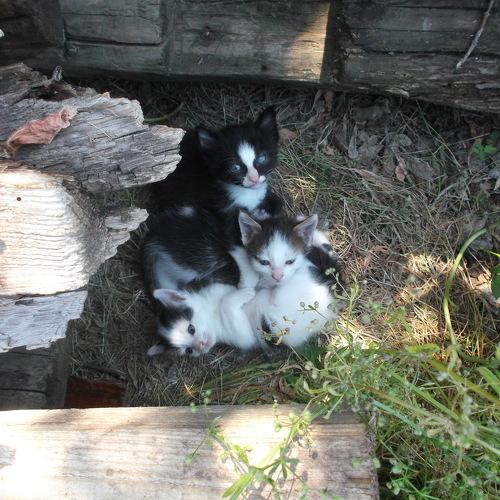 Котята