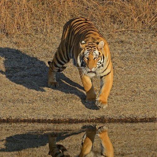 Reflection
