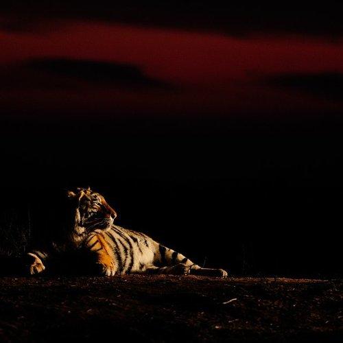 Tiger's night