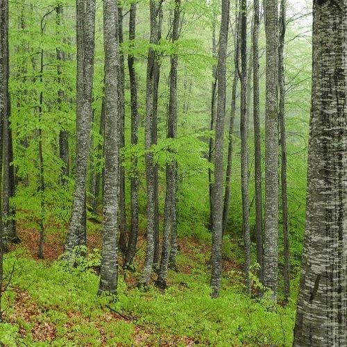 Green and grey