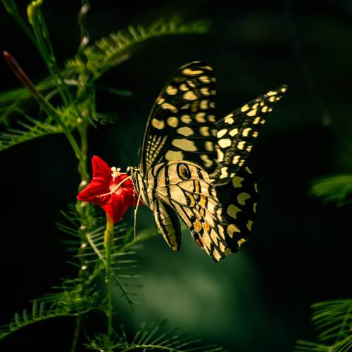 Photo #12051270