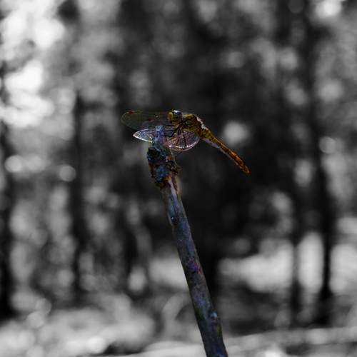 Photo #12052204