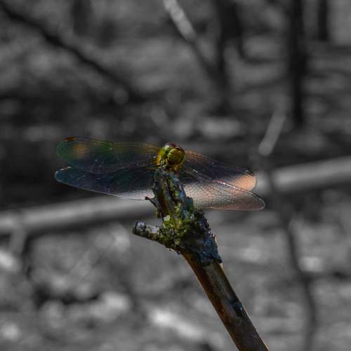 Photo #12052205