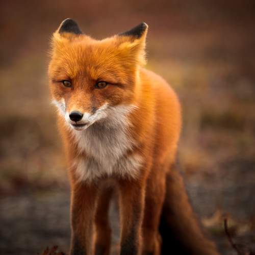 Photo #12052435
