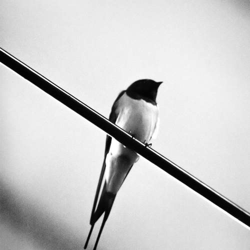 The sleeping bird