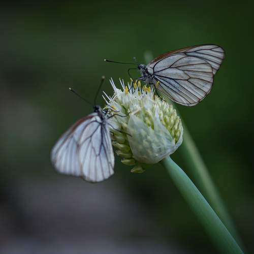 Photo #12052983