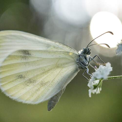 Photo #12054736