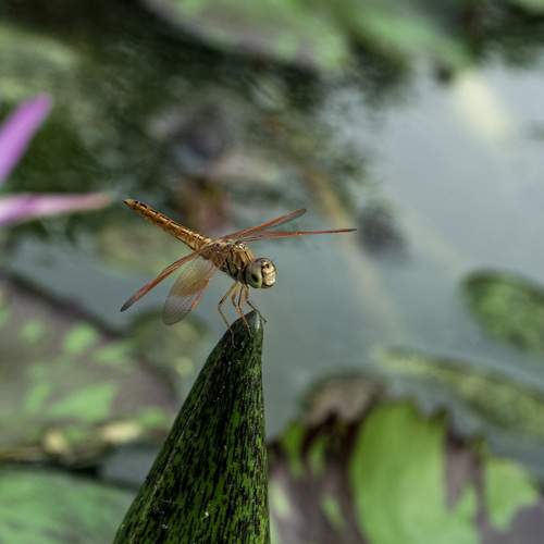 Photo #12056115