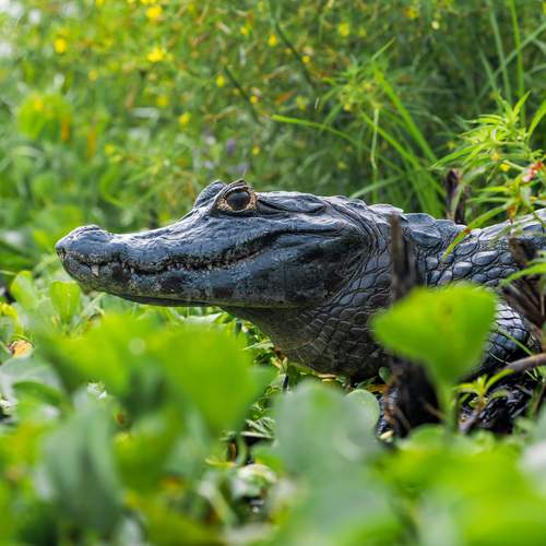 Tras las huellas del Yacare