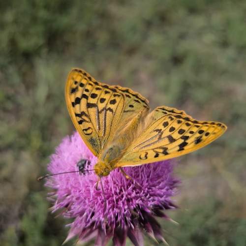 Photo #12057027