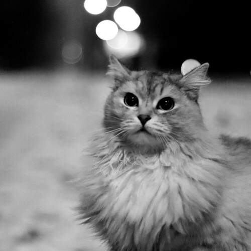 Photo #12057247