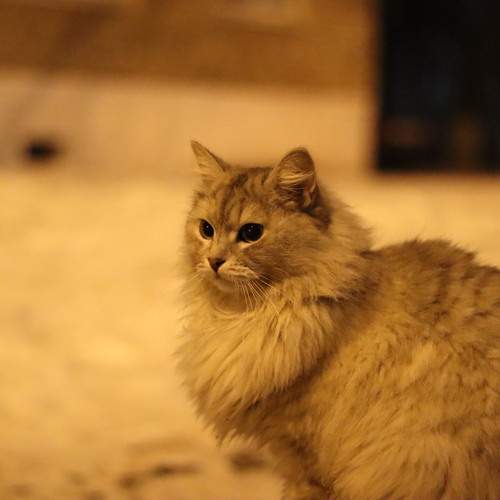 Photo #12057249