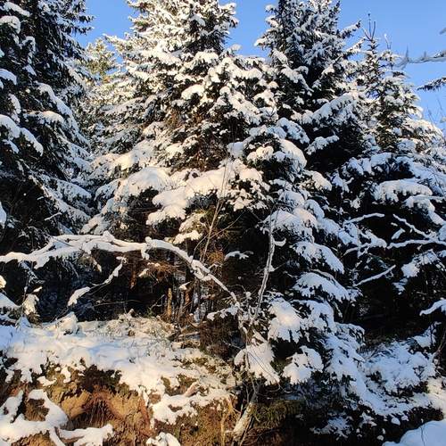 Photo #12058333