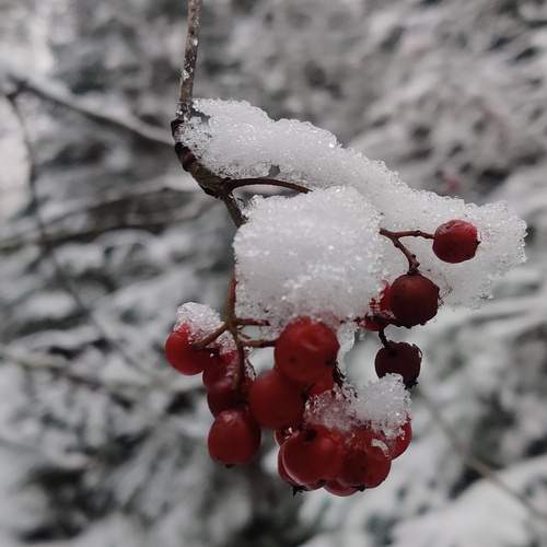 Photo #12058354