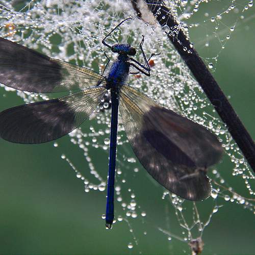 Photo #12058587